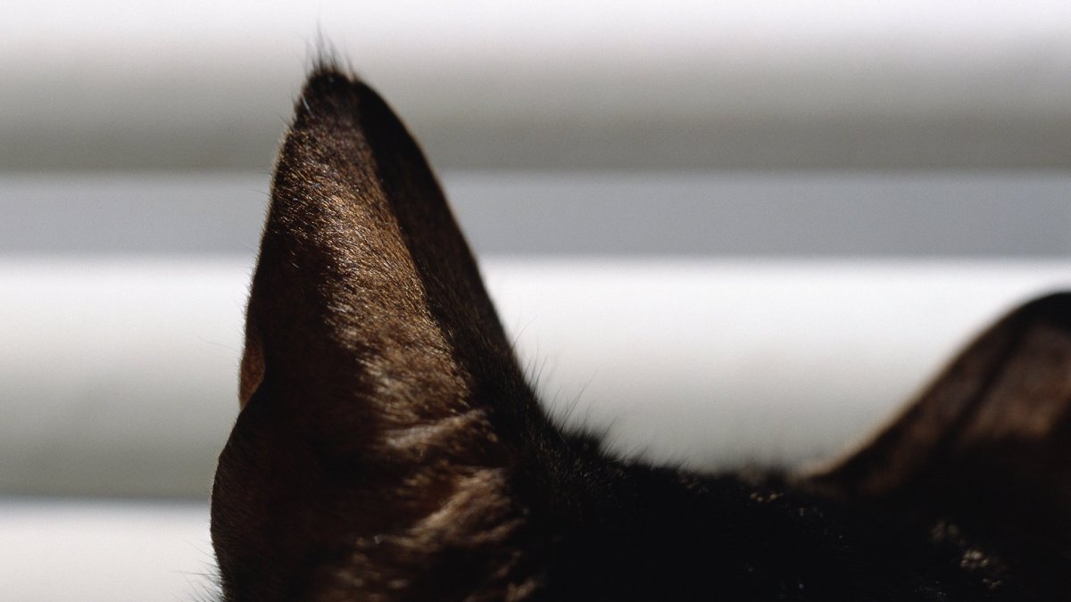 Кольцевая гетерохромия у кошек