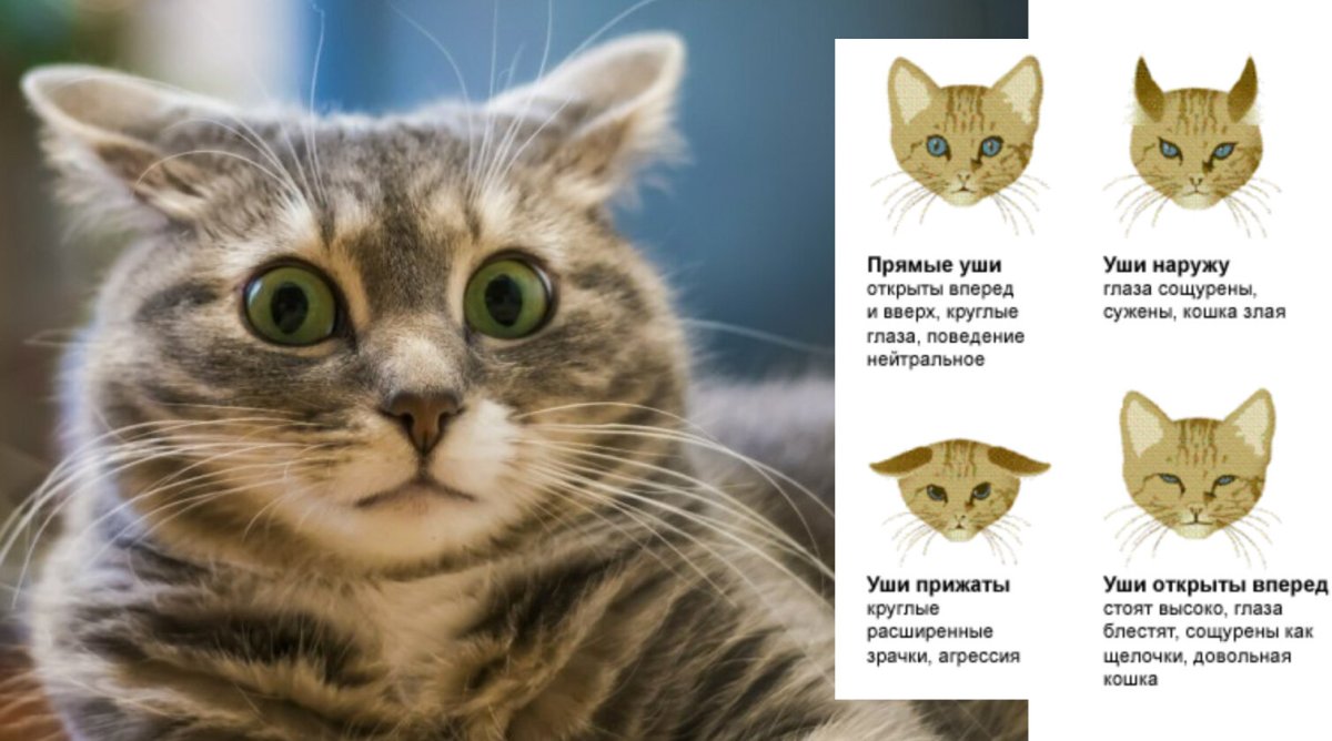 Кошачьи уши на белом фоне