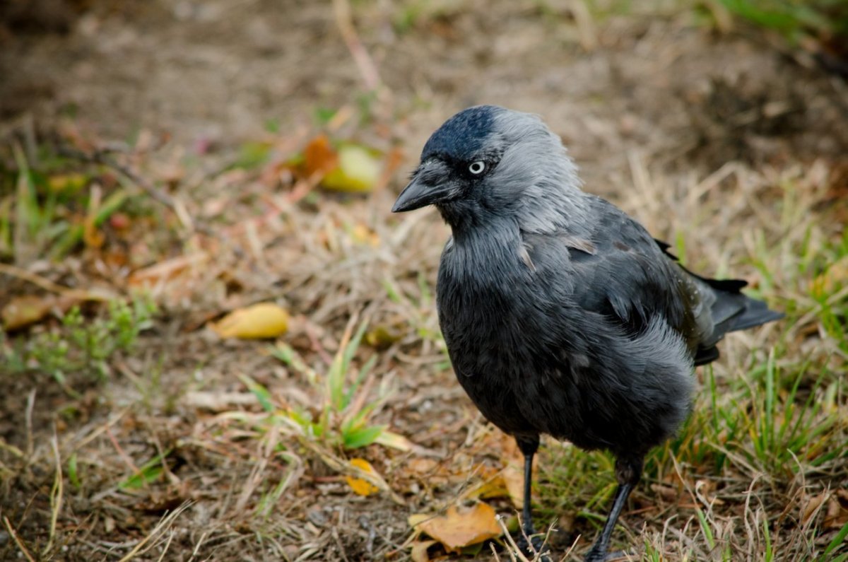 Ворон птенец