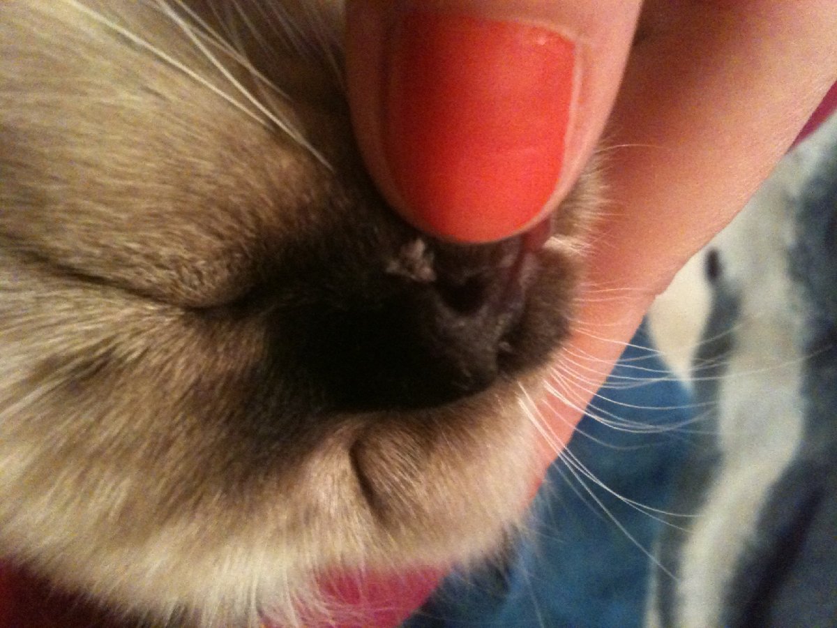 Ушной клещ у собак симптомы