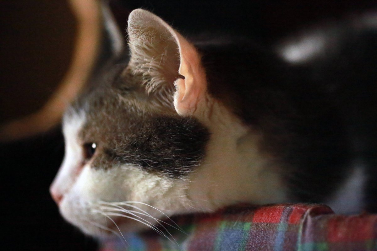 Коты с большими ушами