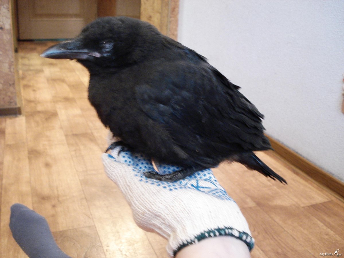 Белоклювый ворон