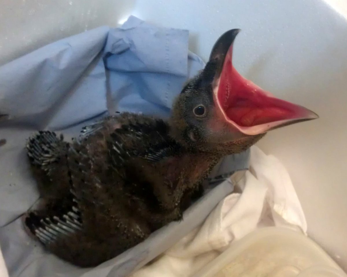 Птицы в огороде