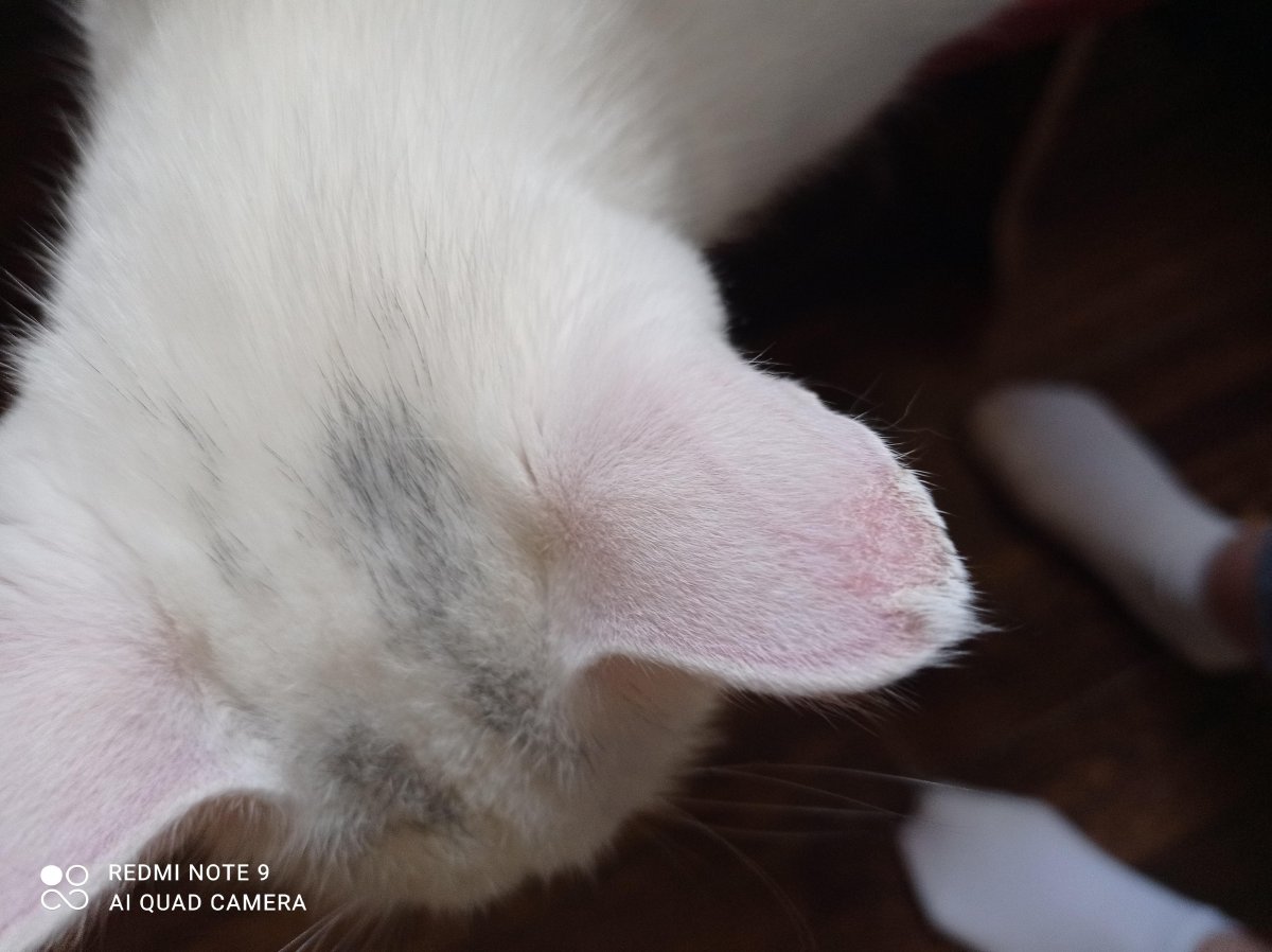 Белые коты с красными глазами