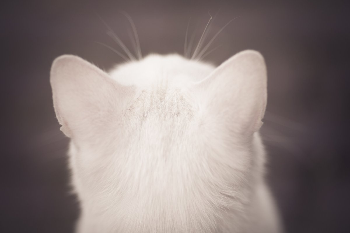 Кошка с 4 ушами