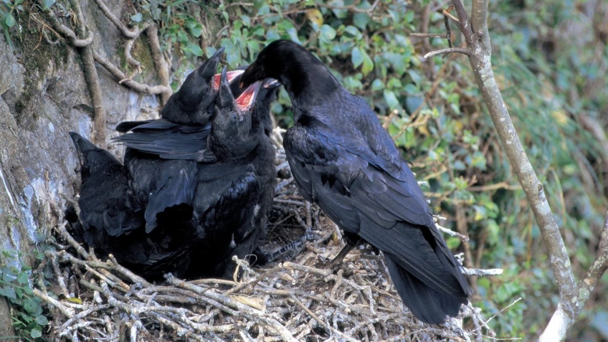 Горихвостка Чернушка гнездо