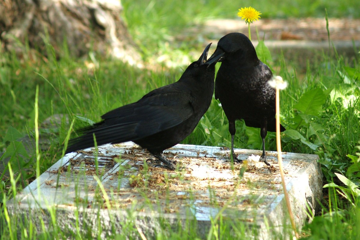 Ворона и вороненок