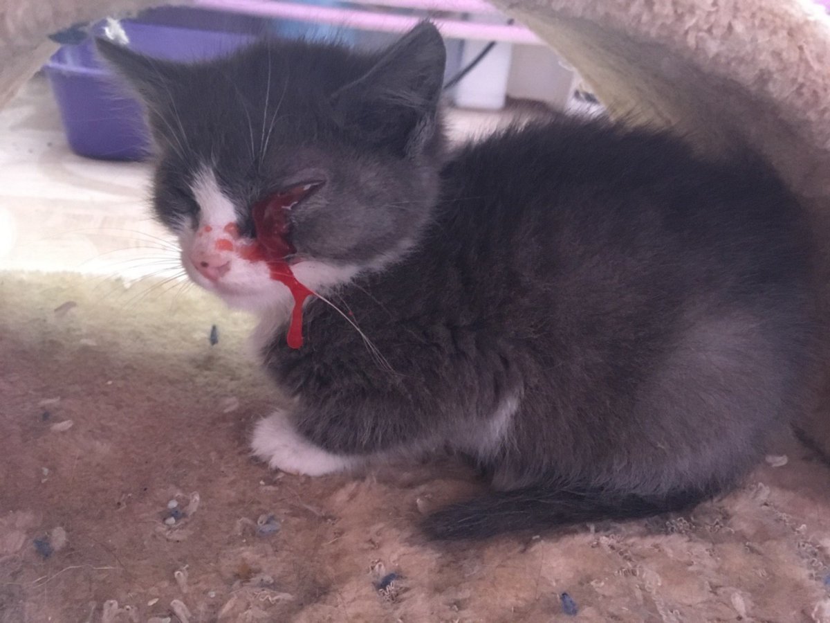 Кошачье ухо поворачивается на 180 градусов фото