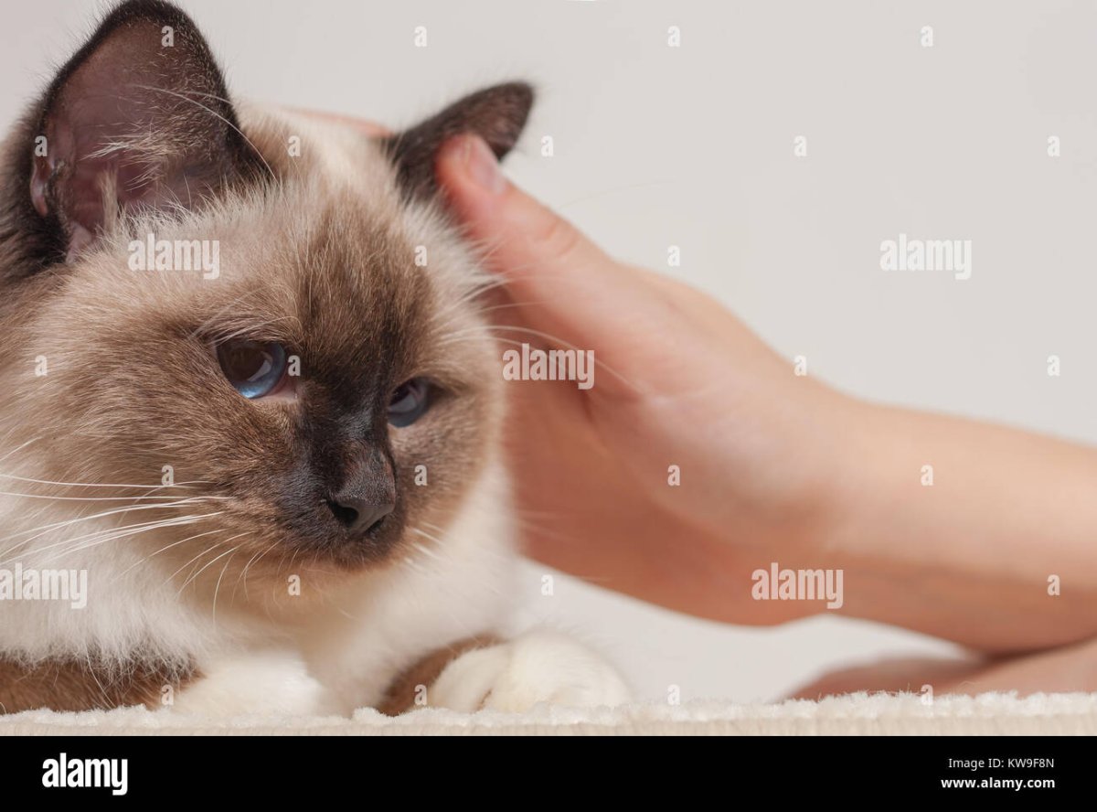 Страшные кошки с большими ушами