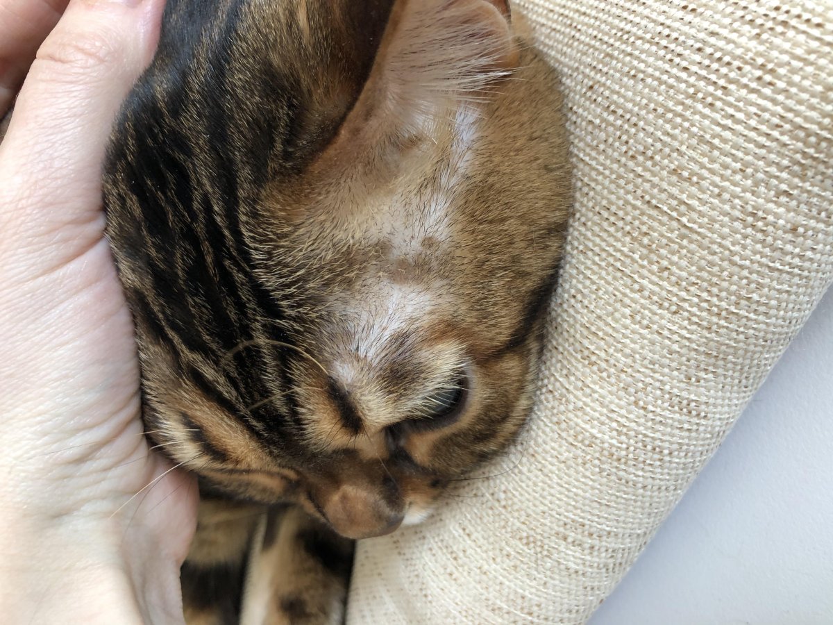 Флейм поинт сиамский котенок