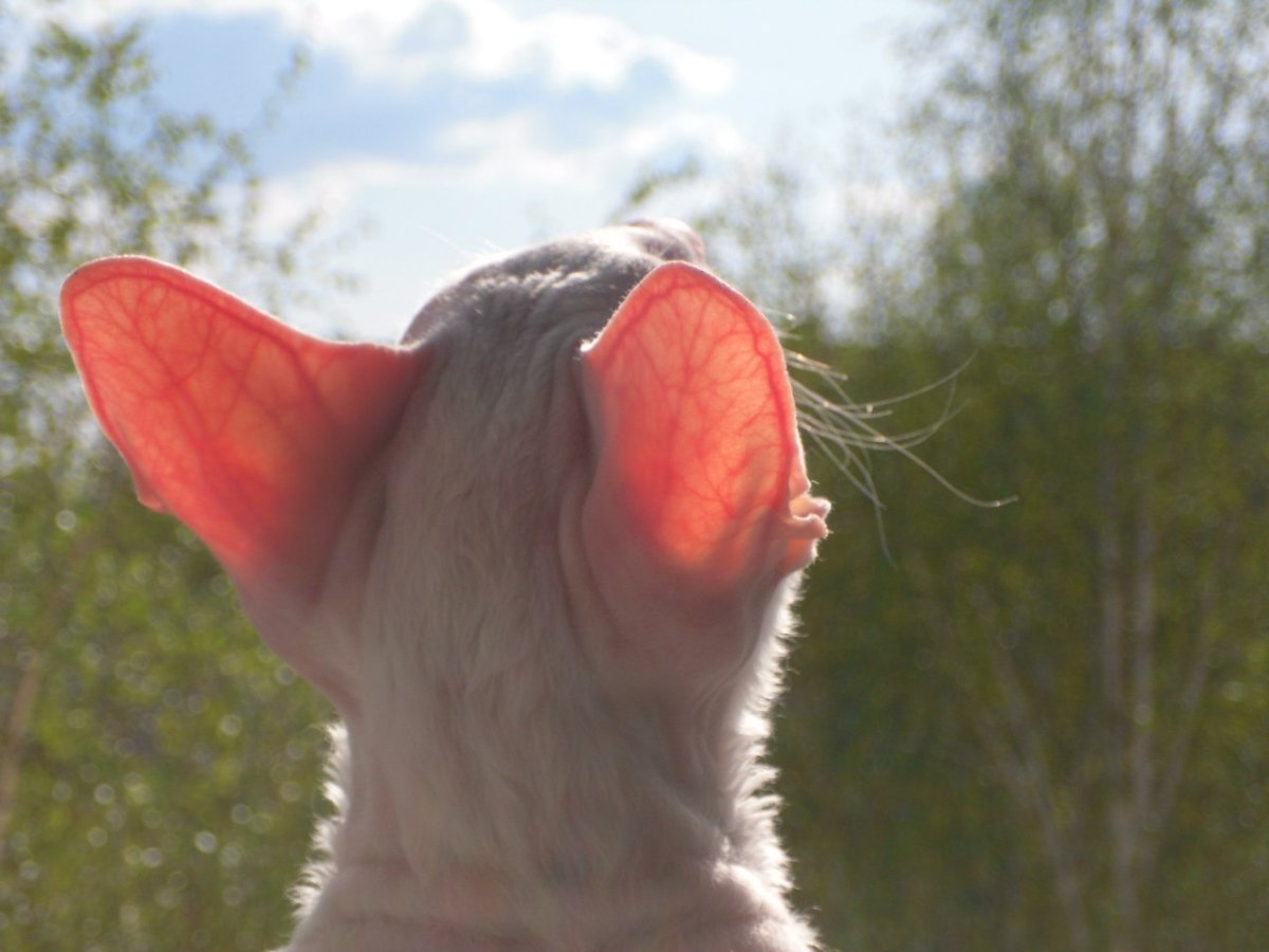 У котёнка на ушках залысины