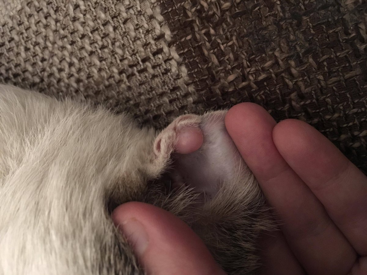 У котёнка красные пятна на голове