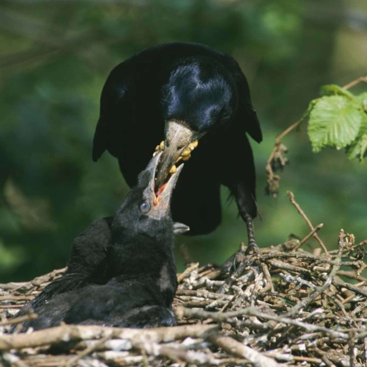 Галка и Галчонок