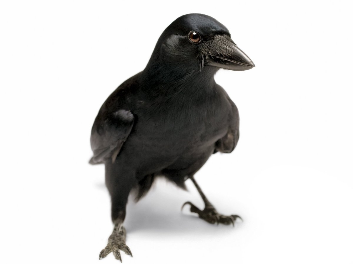 Птенцы Грача и Грач