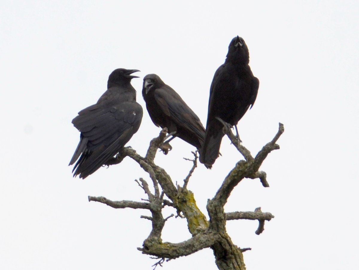 Поведение вороны