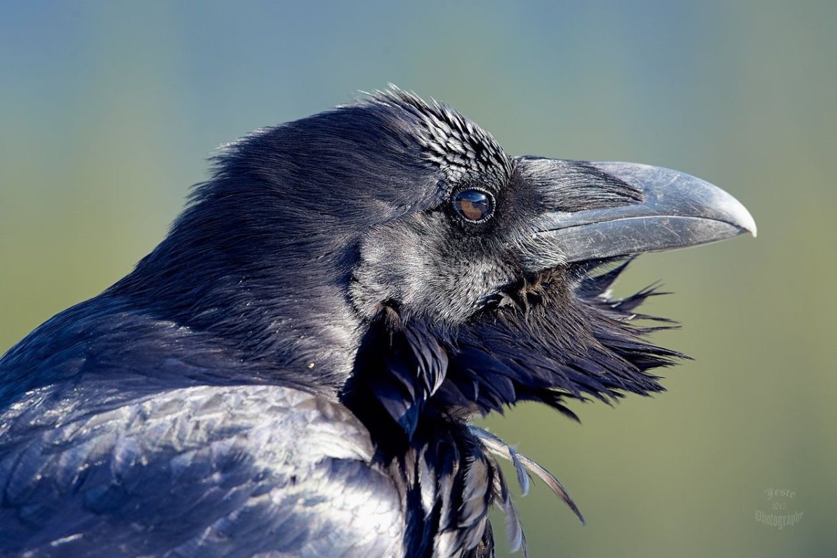 Новорожденный ворон