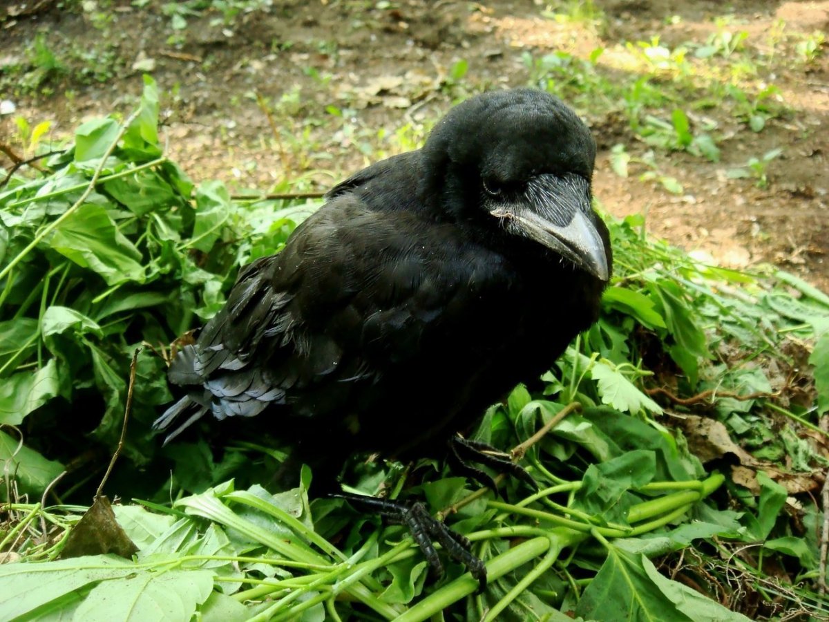 Гнезда ворон