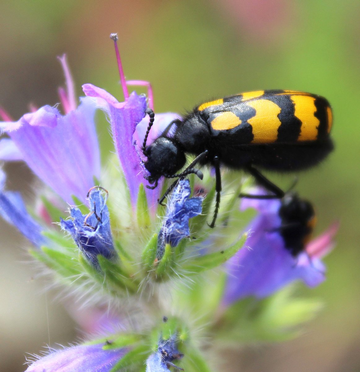 Жук нарывник Mylabris