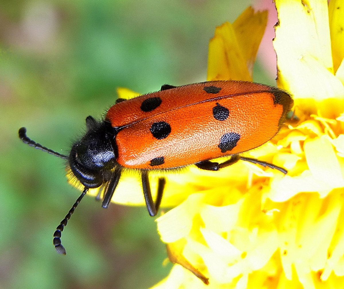 Жук нарывник