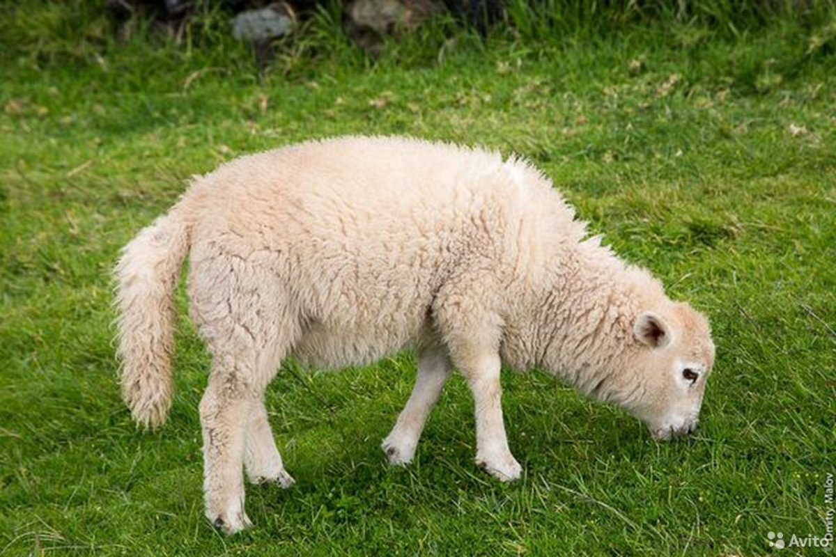 Хвост барана