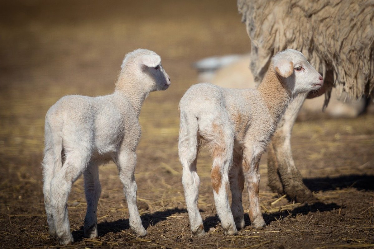 Ягненок пейдж