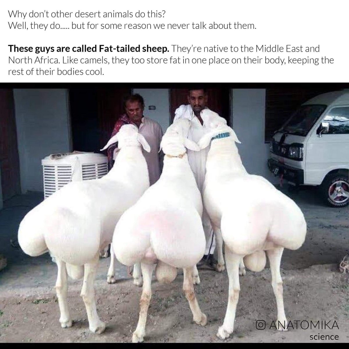 Овцы с большими ягодицами