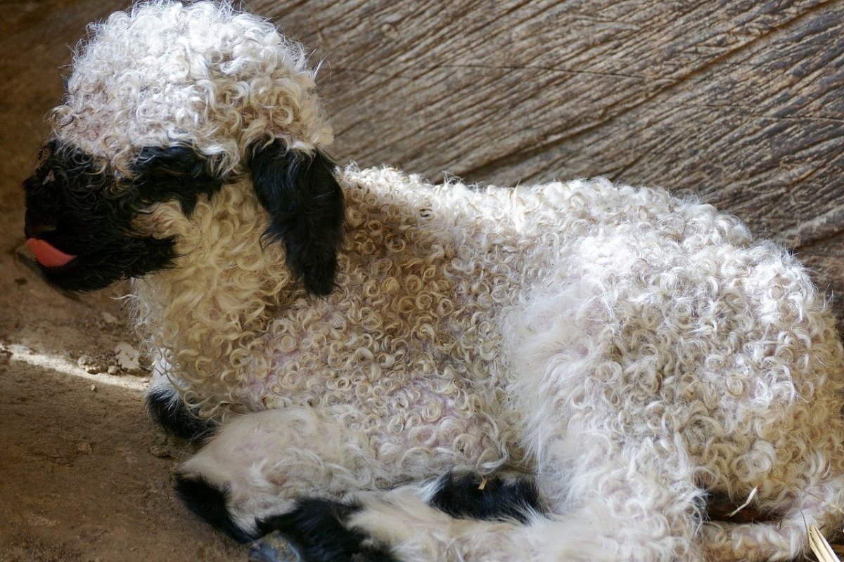 Ягненок Эстетика