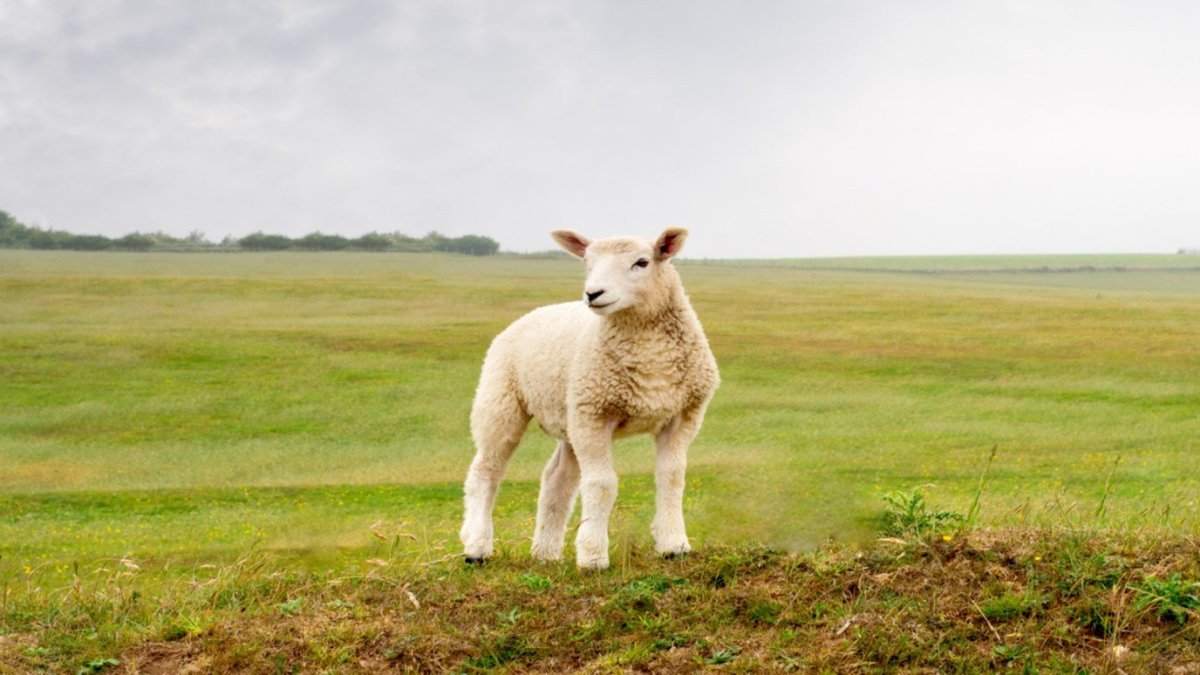 Лама с челкой