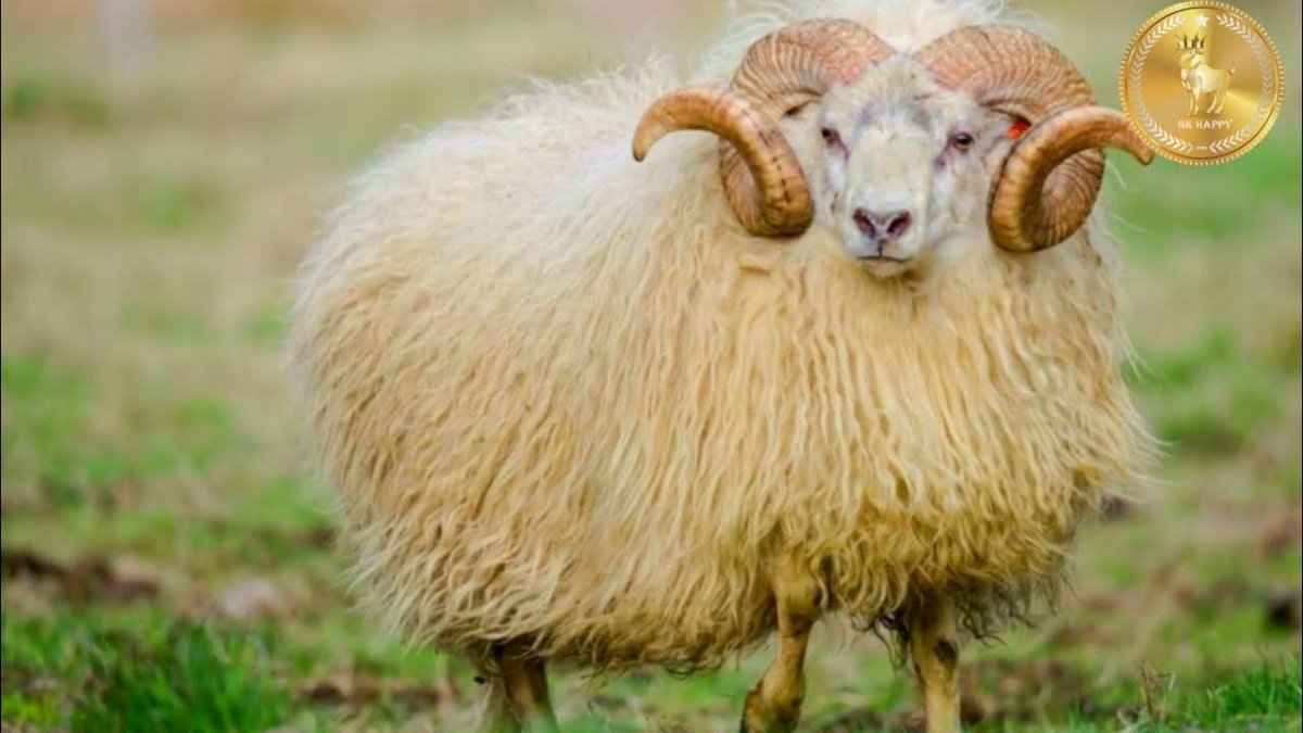 Баран на белом фоне