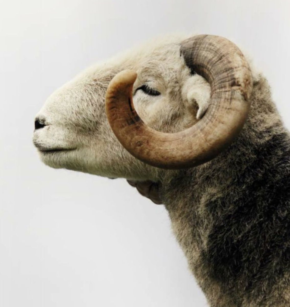 Овца мужского пола