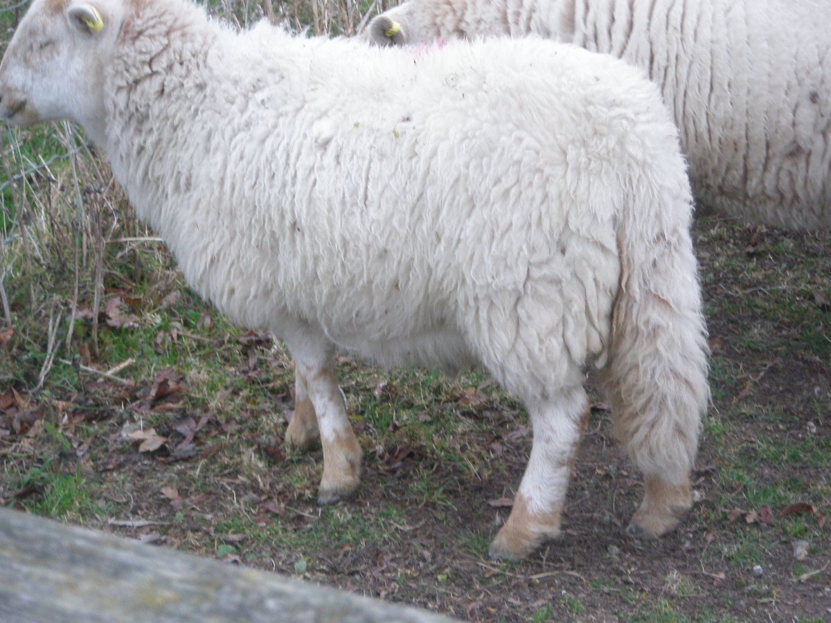 Длинножирнохвостые породы овец