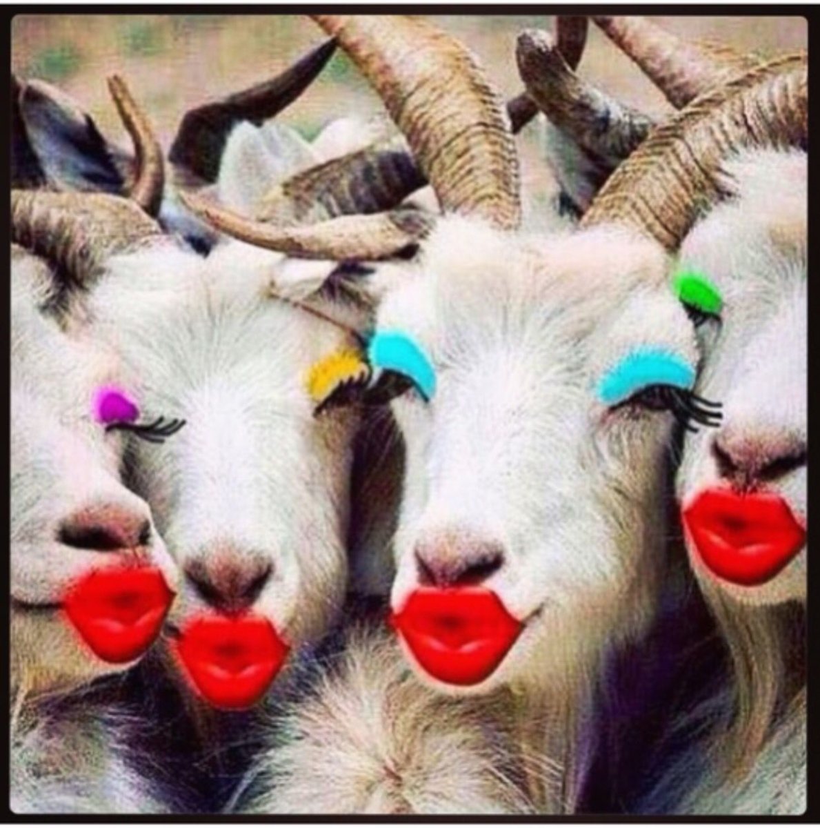 Упоротая овца