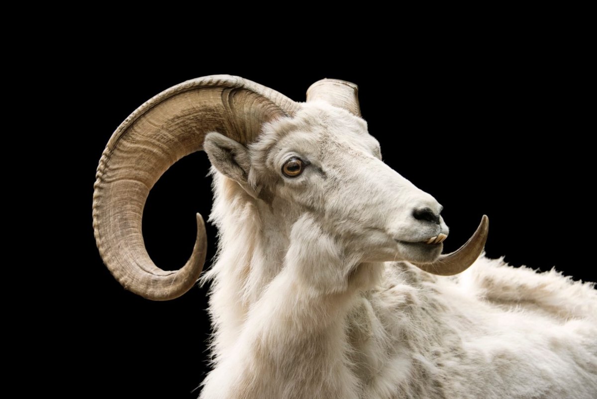 Упрямый барашек