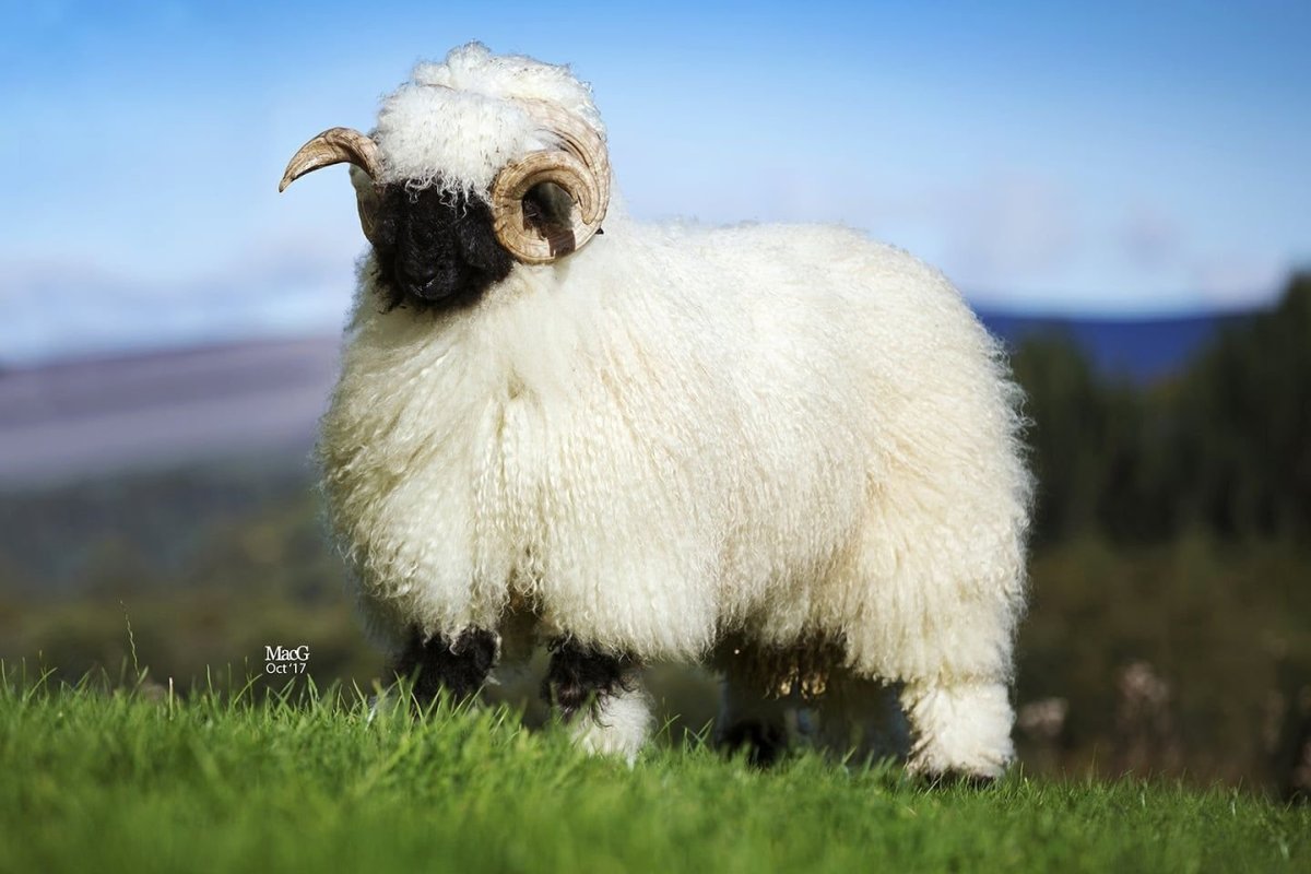 Черноносые Valais Blacknose