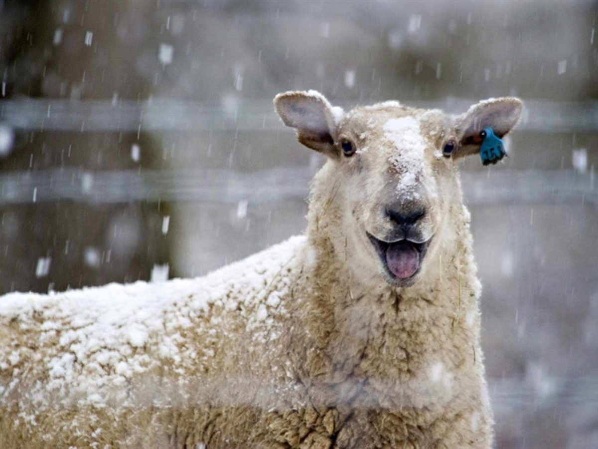 Мифический баран