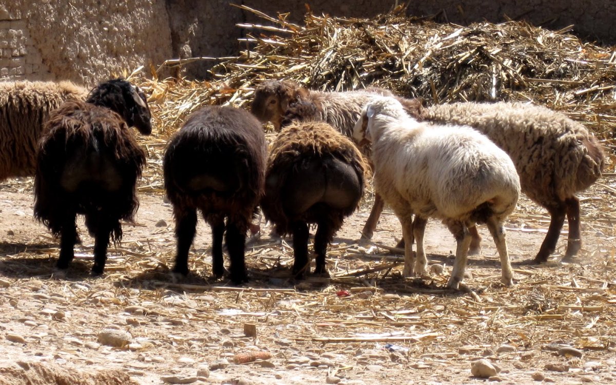 Накрашенная коза