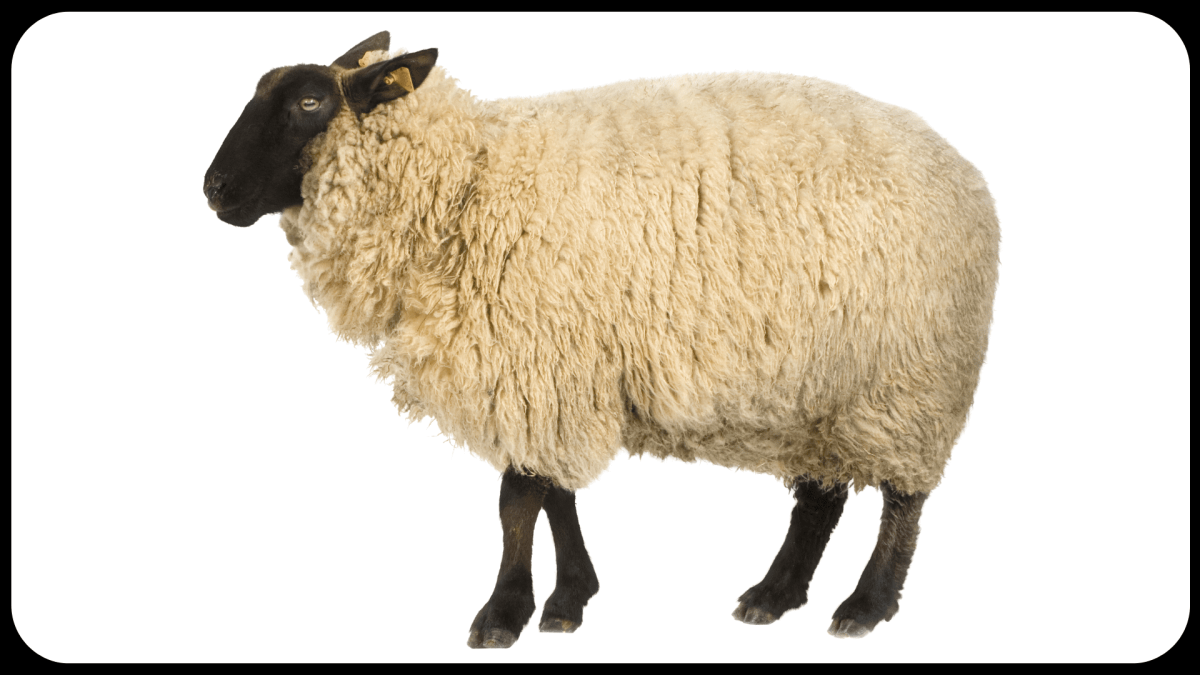 Стая Баранов