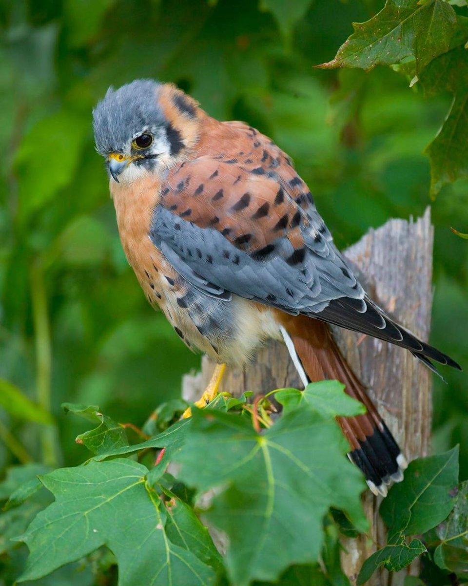 Чеглок самка