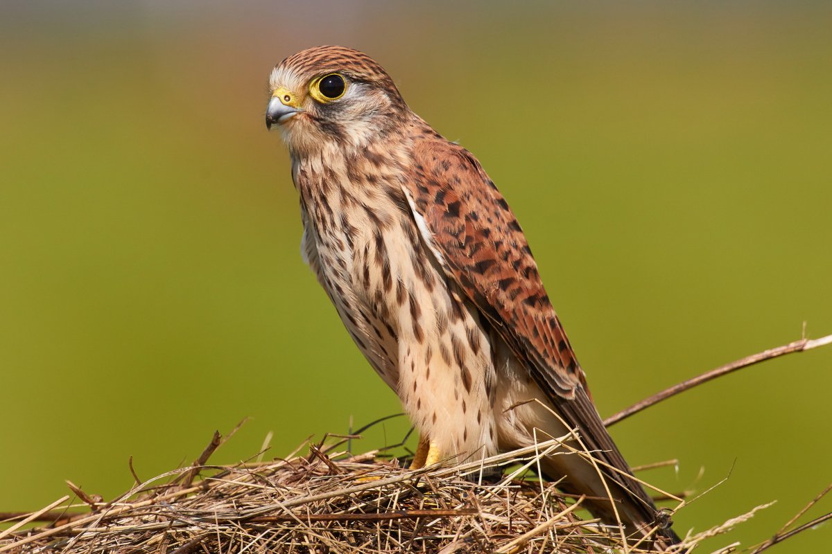 Пустельга хищник