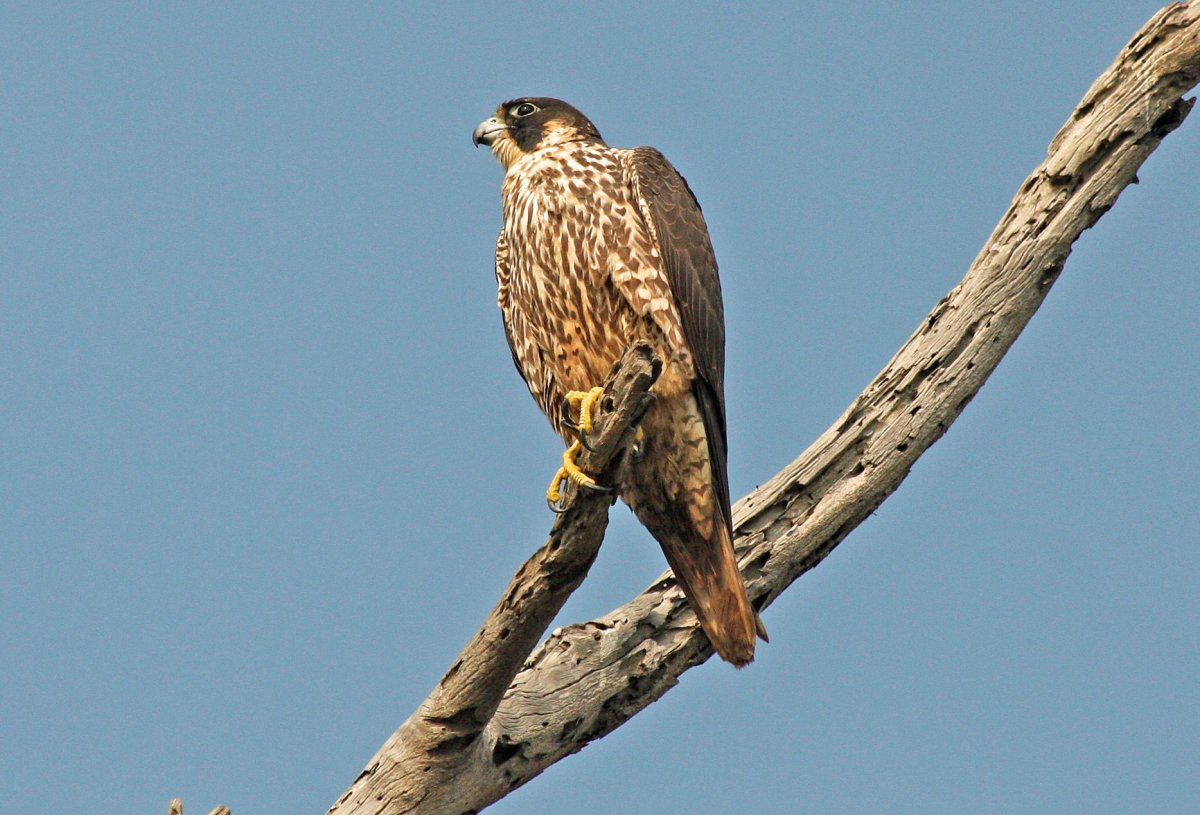 Птица в полете охотится