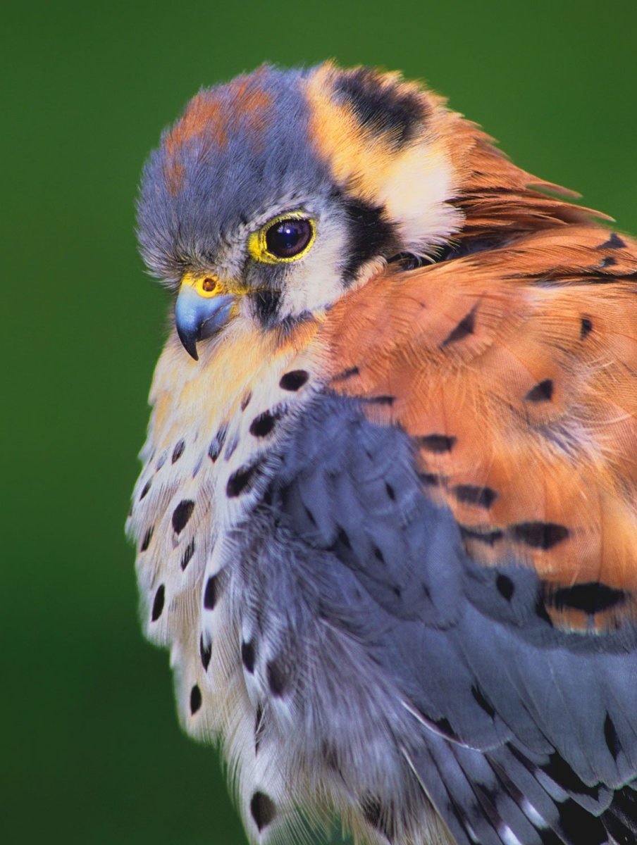 Воробьиная пустельга птица