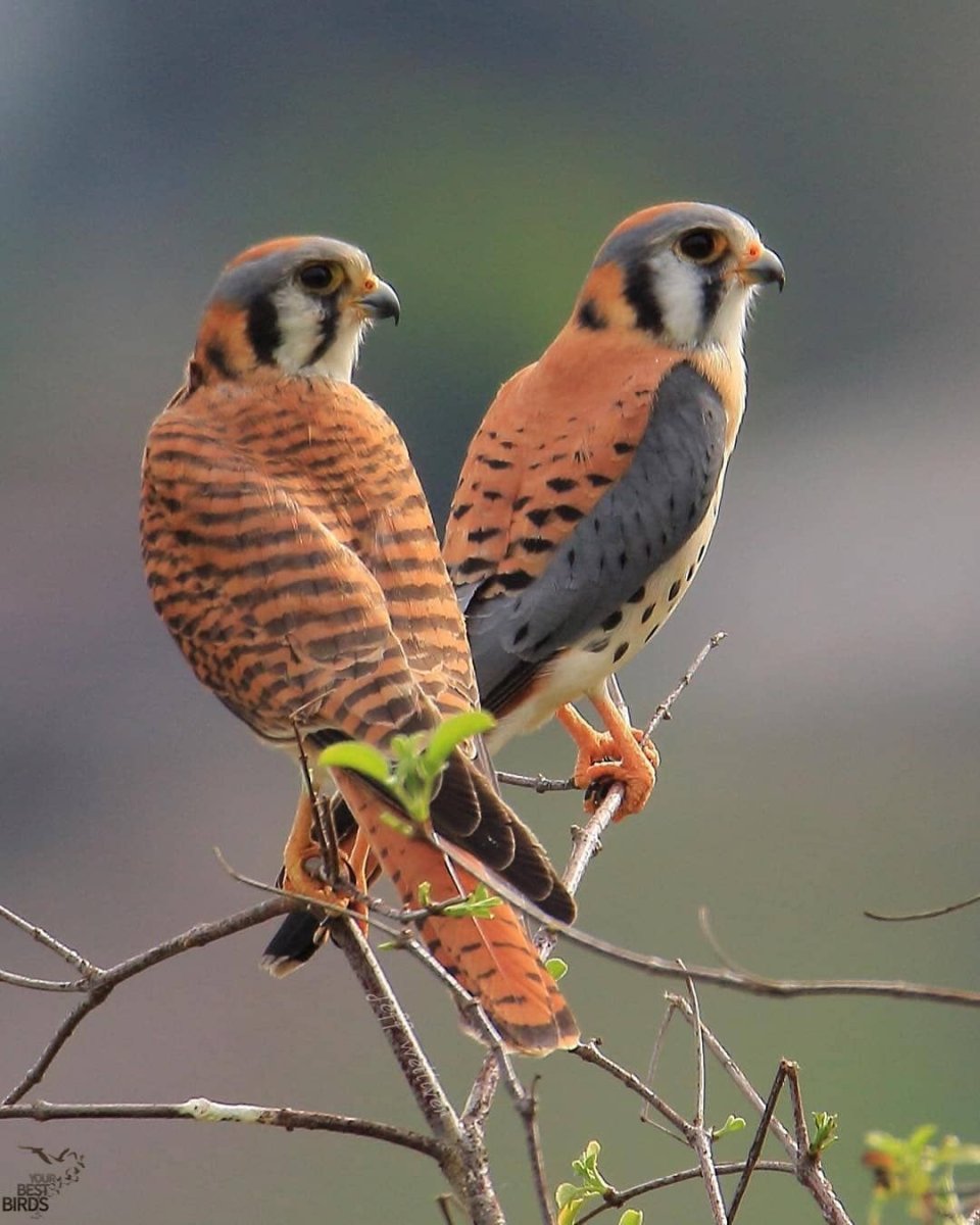 Мадагаскарская пустельга