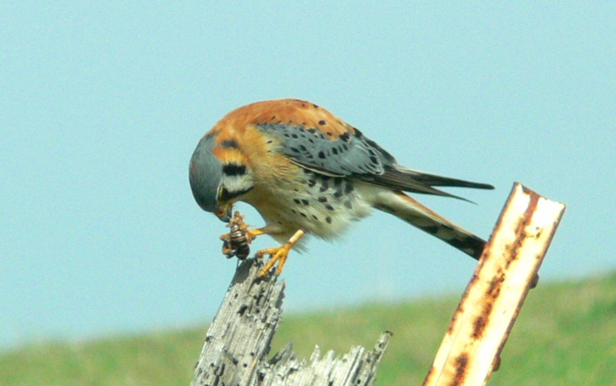 Маленькая хищная птичка из семейства соколиных
