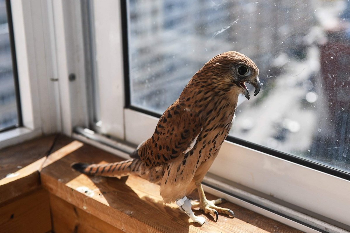 Мадагаскарская пустельга