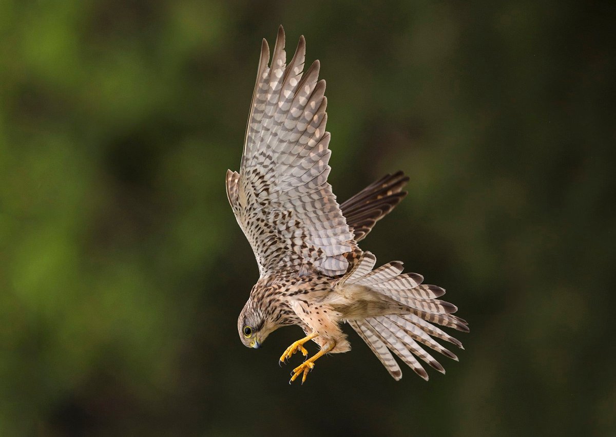 Пустельга Бориветер