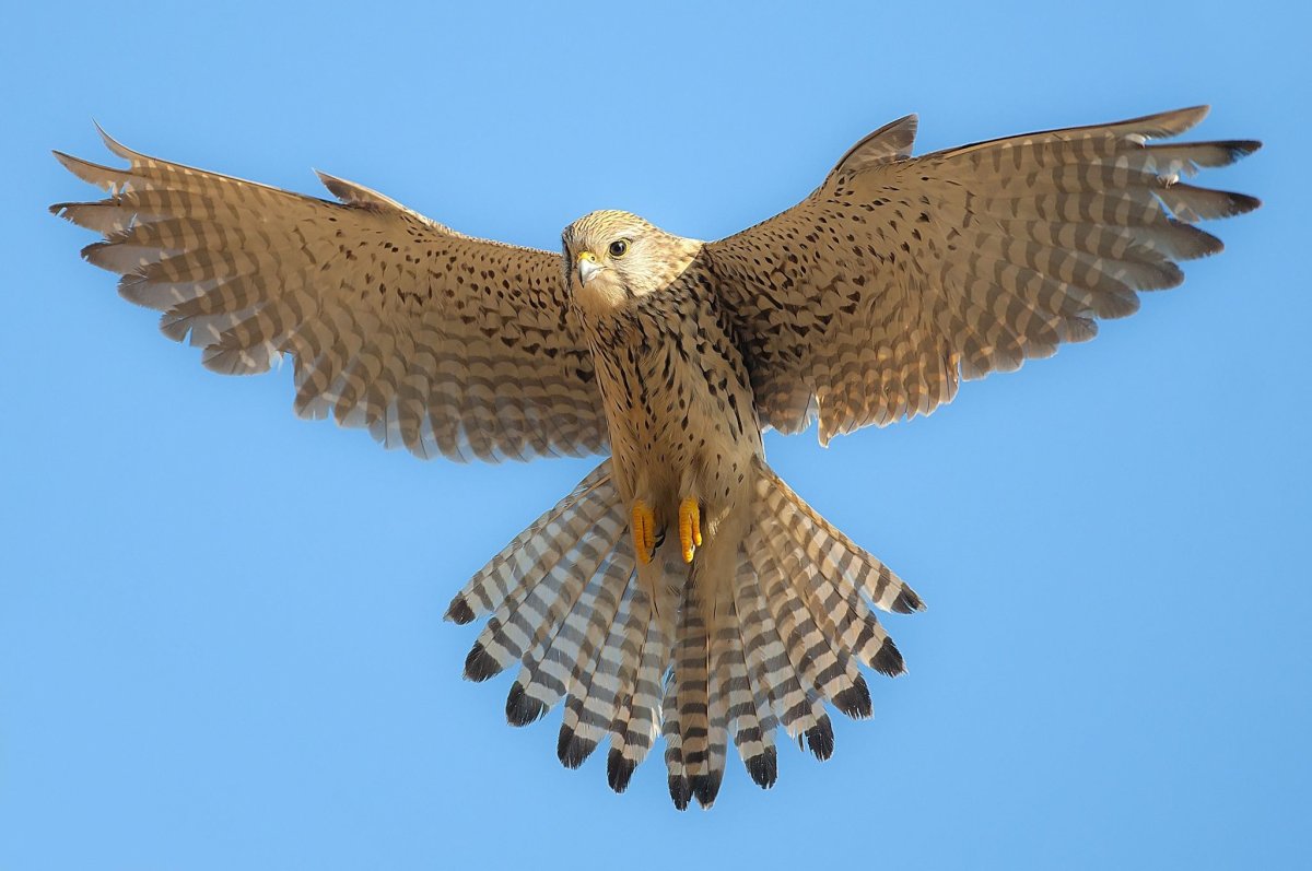 Ястреб пустельга