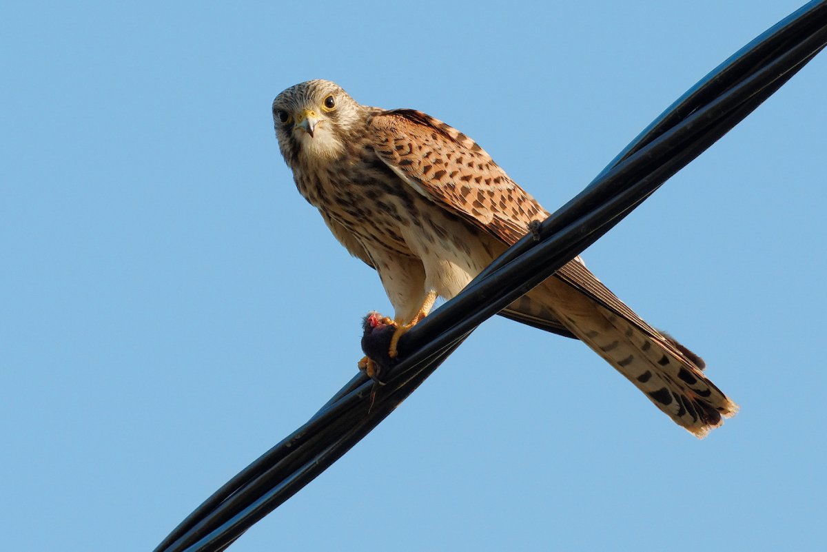 Кречет пустельга