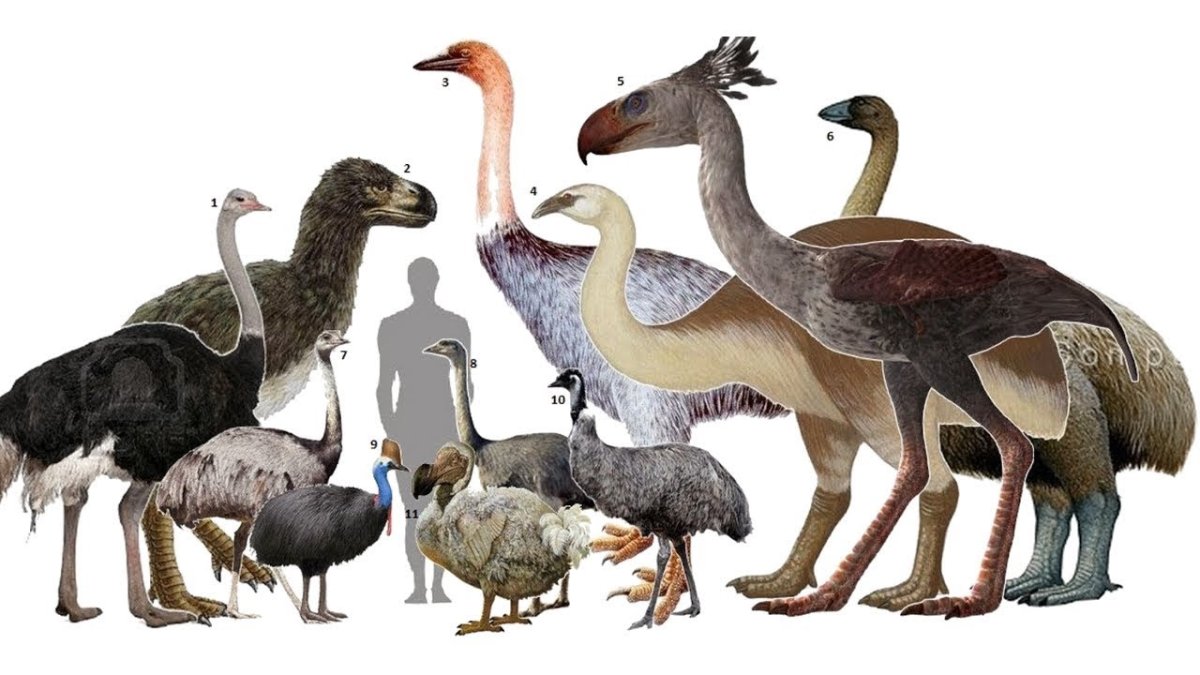 Вымершие нелетающие птицы