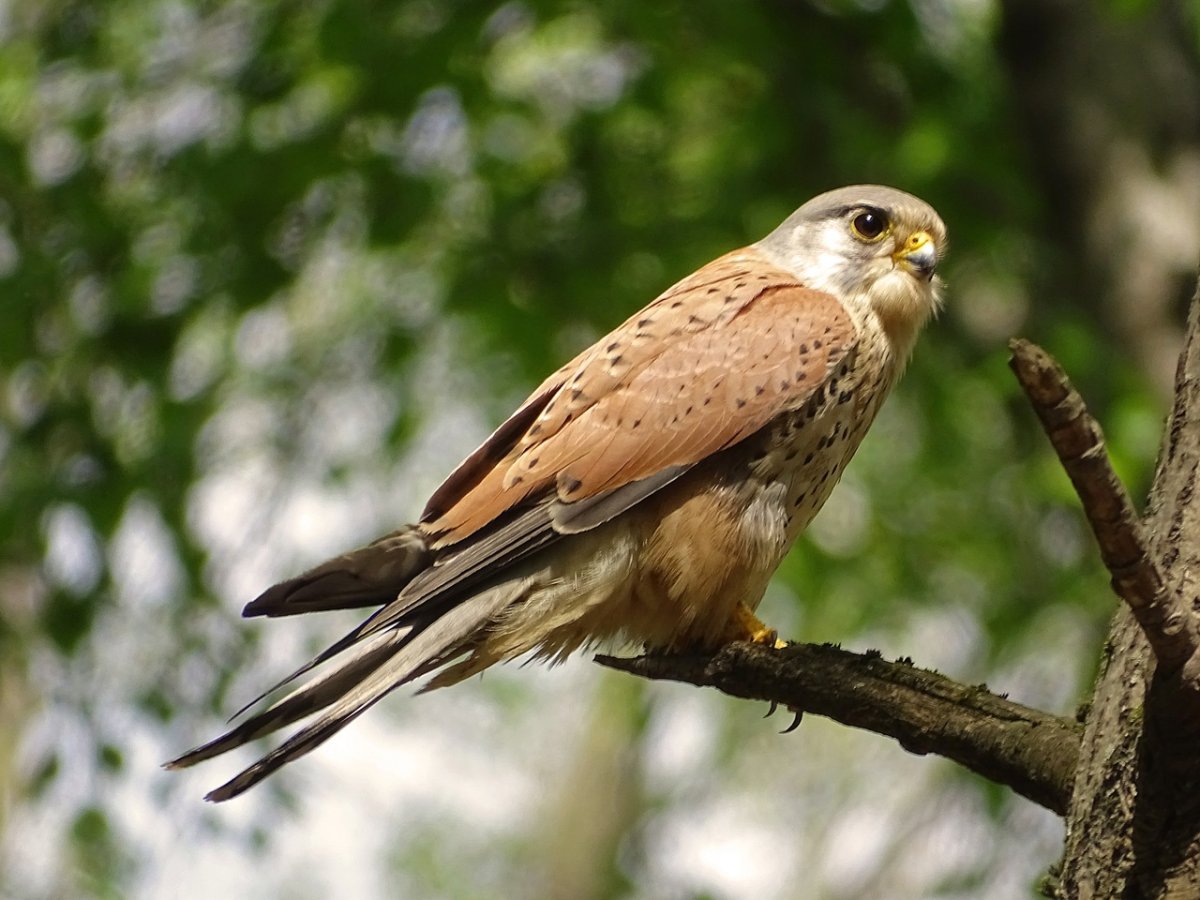 Слеток пустельги