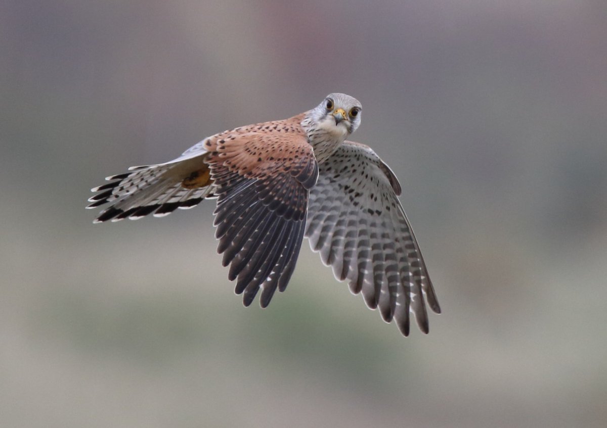 Молуккская пустельга